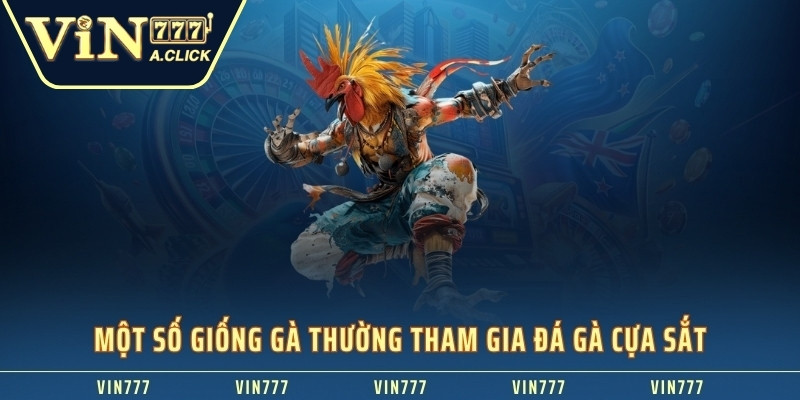 Một số giống gà thường tham gia đá gà cựa sắt